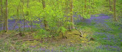 Un bosque con árboles y el suelo cubierto de flores azules.