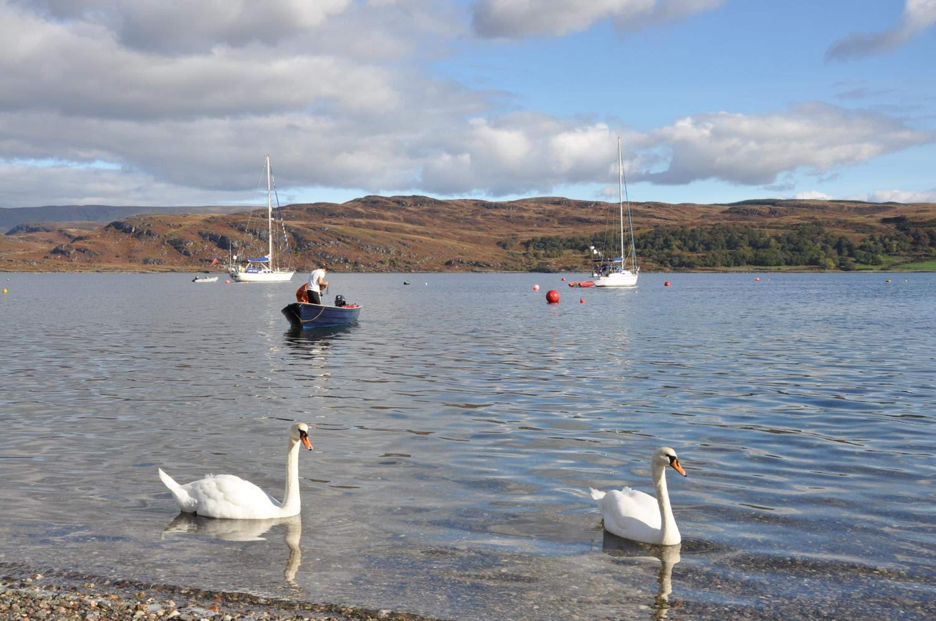 A calm lake with swans, boats, and a hilly landscape in the background.