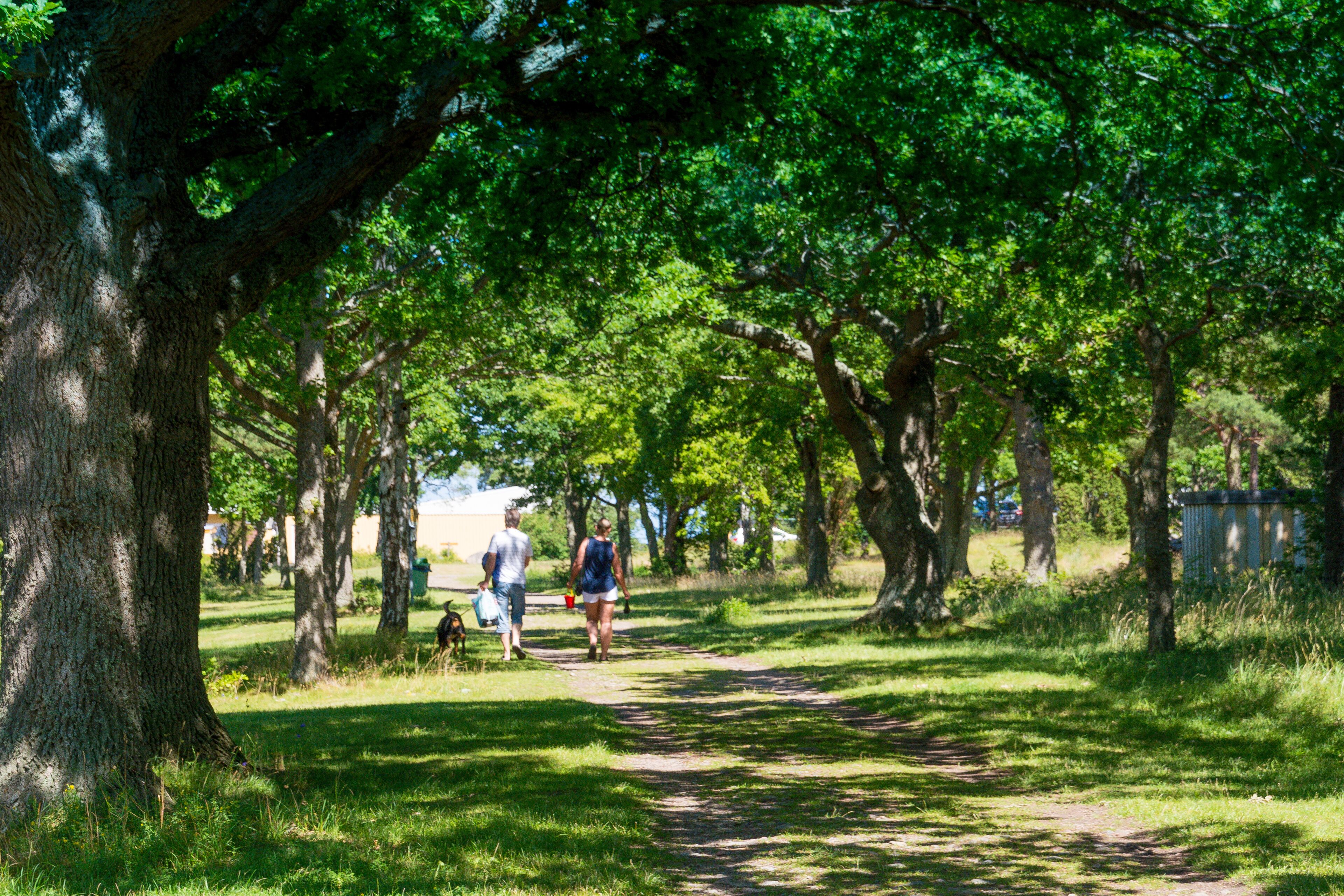 A park path lined with large trees and a few people walking.