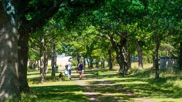 A park path lined with large trees and a few people walking.