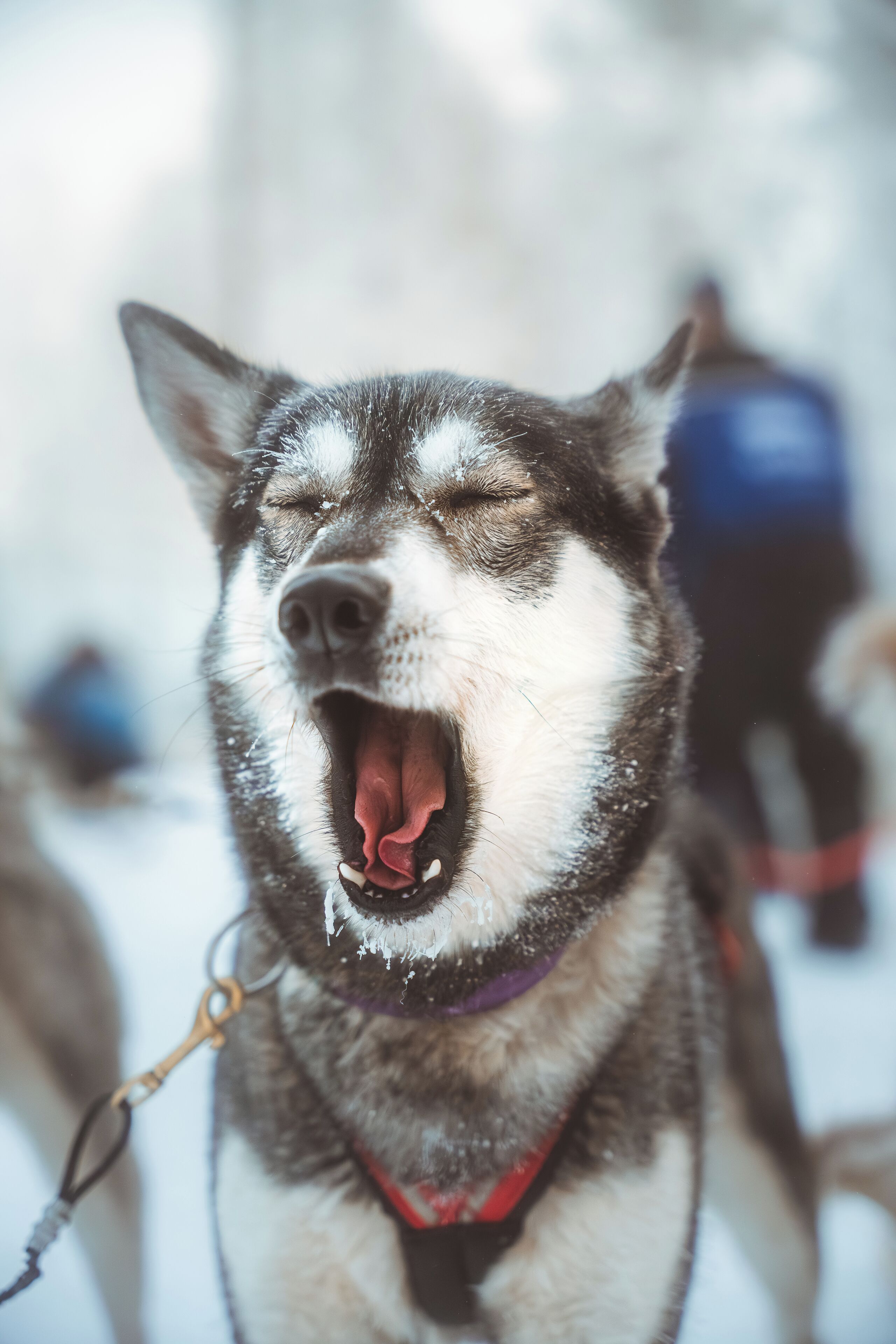 Foto - Apukka Resort