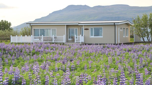 A single-story building with a white porch and large windows, surrounded by a field of purple flowers, with mountains in the background. - Lynghagi House - Lava Water (Eyja- og Miklaholtshreppur)