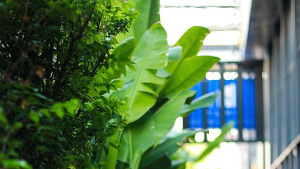 A pathway lined with lush greenery and a metal railing, leading towards a building with a blue facade. - Sai Hometel (Koh Tao)