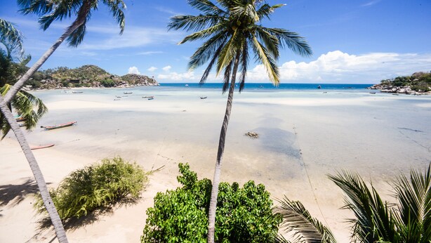 A beach with clear blue water, palm trees, and boats.