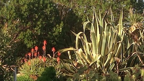 A garden with various plants and flowers, including a prominent aloe vera plant. - Le Stanze sul Mare (Carini)