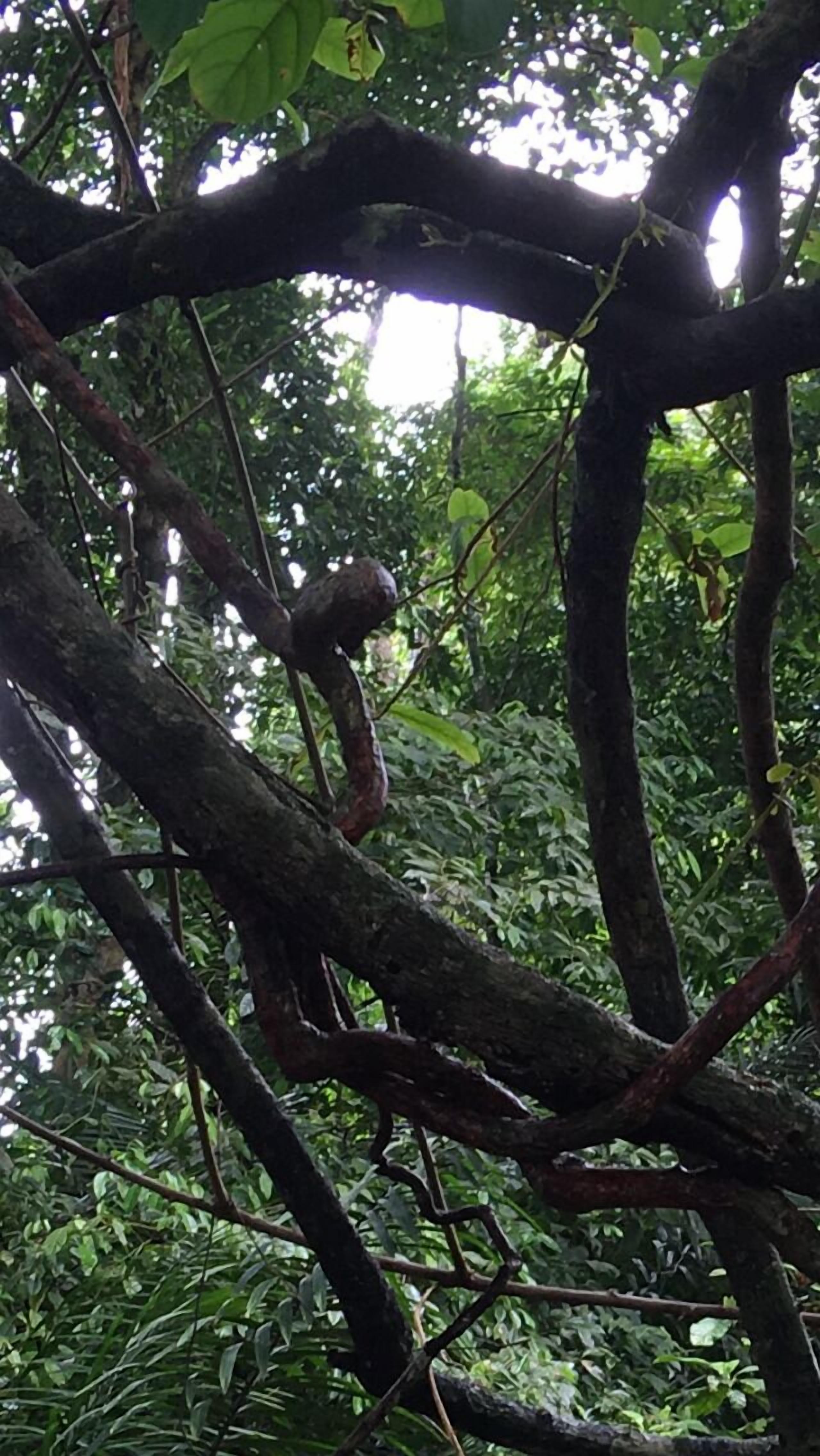 A dense forest with intertwined branches and leaves.