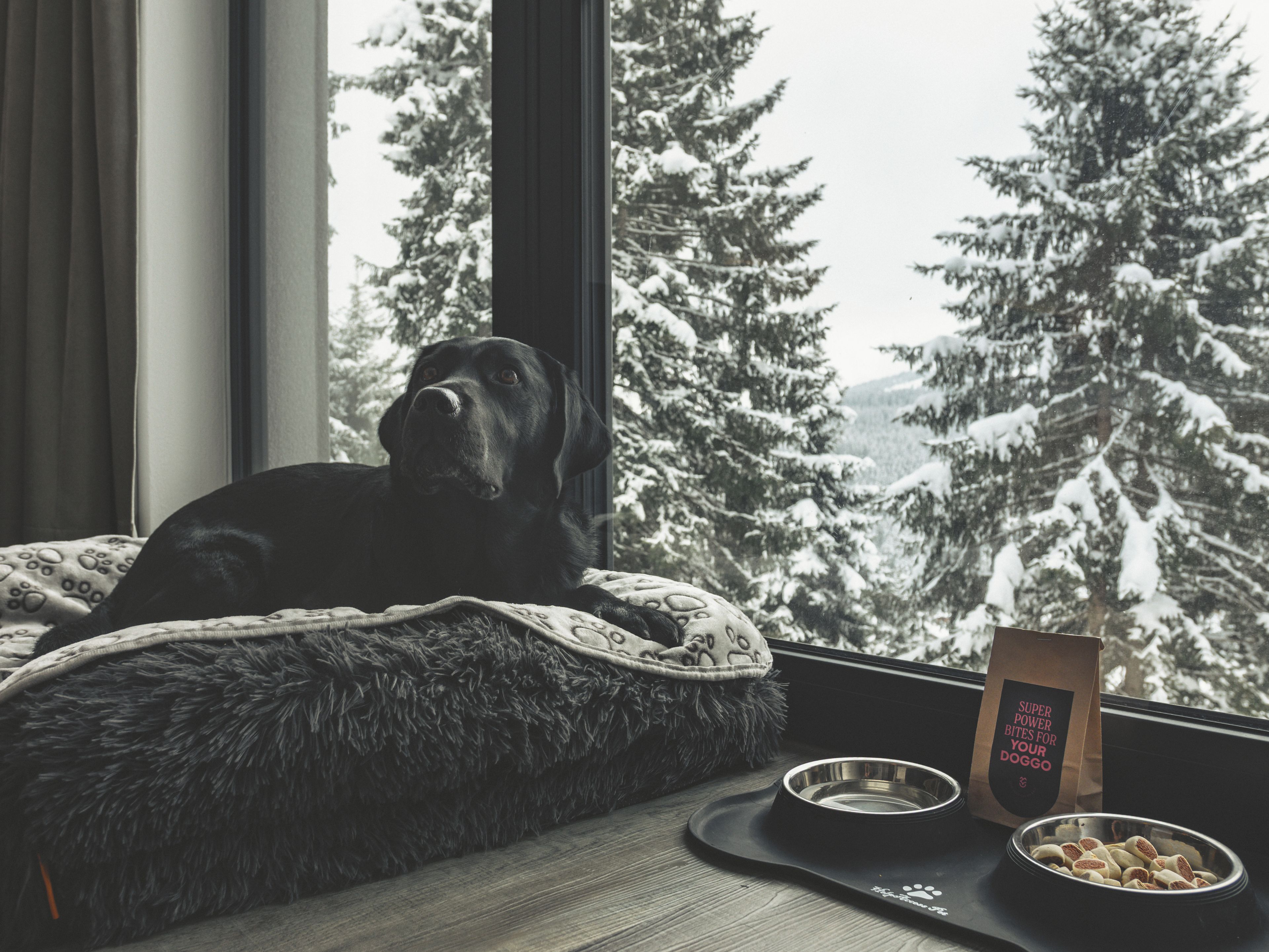 Ein schwarzer Hund liegt auf einem Bett neben einem Fenster mit Blick auf einen verschneiten Wald.