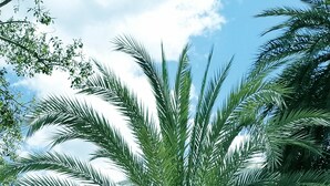 Eine Palme auf einem Platz mit Bänken und einem Gebäude im Hintergrund.