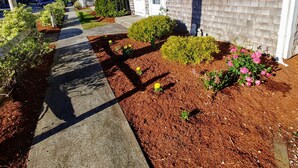 A row of single-story houses with blue shutters, a concrete pathway, and well-maintained gardens with various shrubs and flowers. - Cozy studio only 3/10 of a mile from Nantucket Sound, Free WIFI (Dennis)