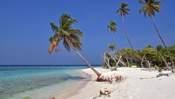 Ein Strand mit weißem Sand, klarem türkisblauem Wasser und hohen Palmen.