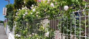 Lourdes Independent character apartment ground floor near downtown