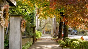 A tree-lined sidewalk with a concrete path, a stone wall, and a parked car in the background.