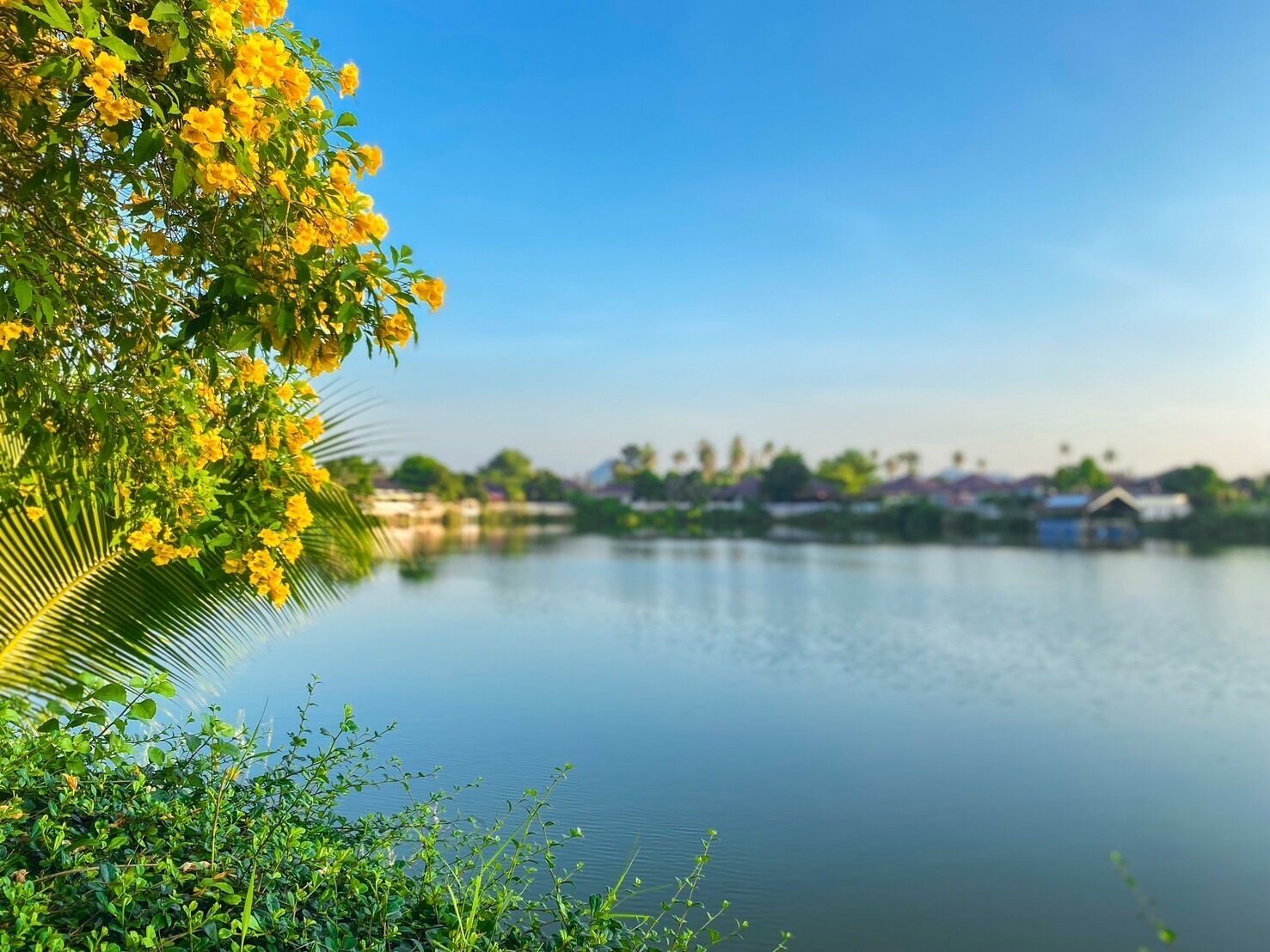 A calm lake with a clear sky, surrounded by greenery and buildings in the distance.