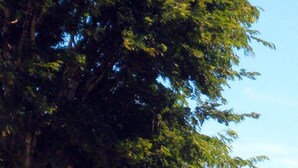 A large tree with a bench and a table under it. - Childers Budget Accommodation (Childers)