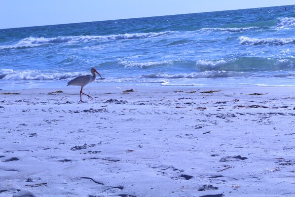 A beach with waves and a bird.