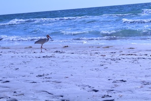 Une plage avec des vagues et un oiseau.