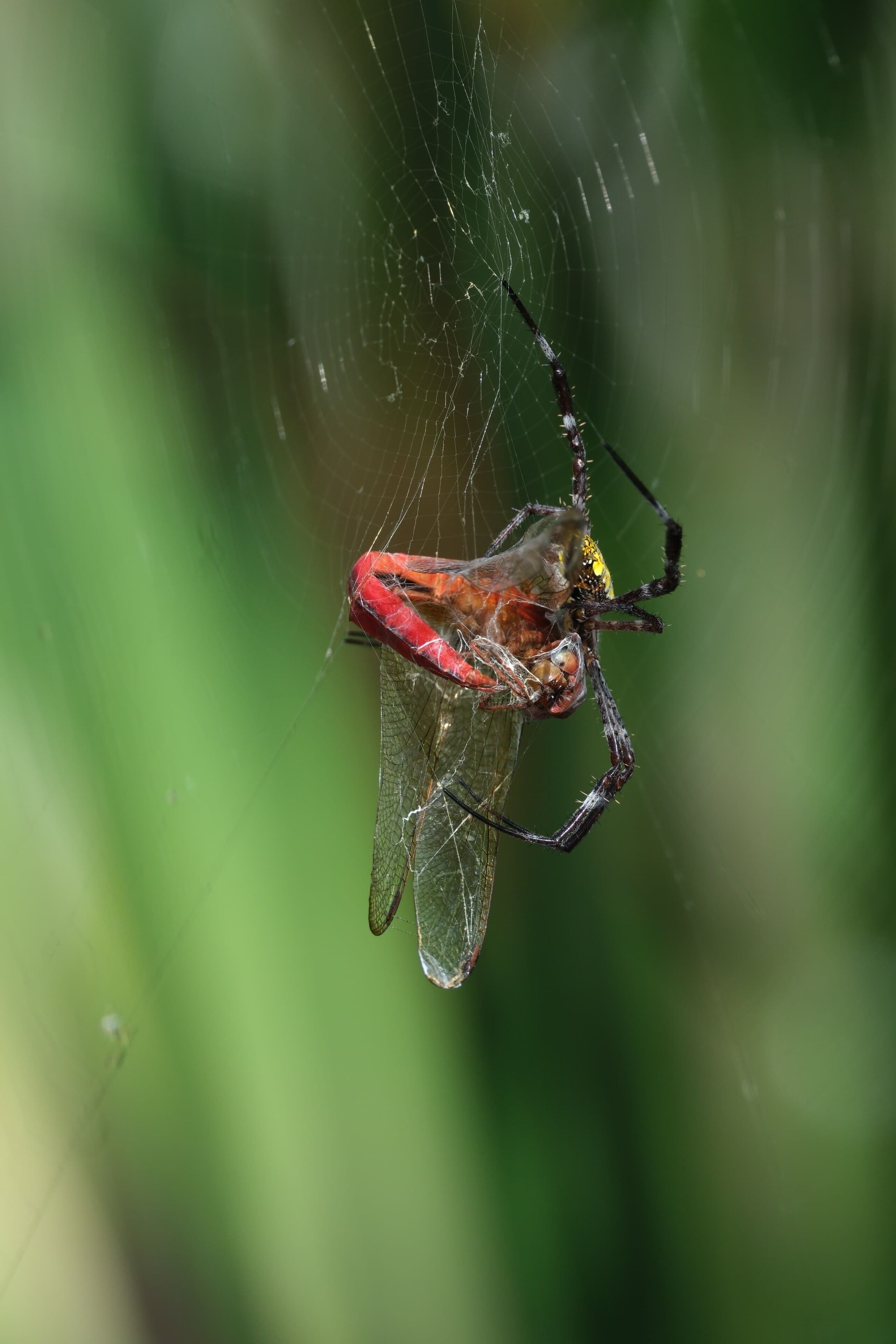 deluxe double room, 1 king bed, pool view, poolside | terrace/patio
