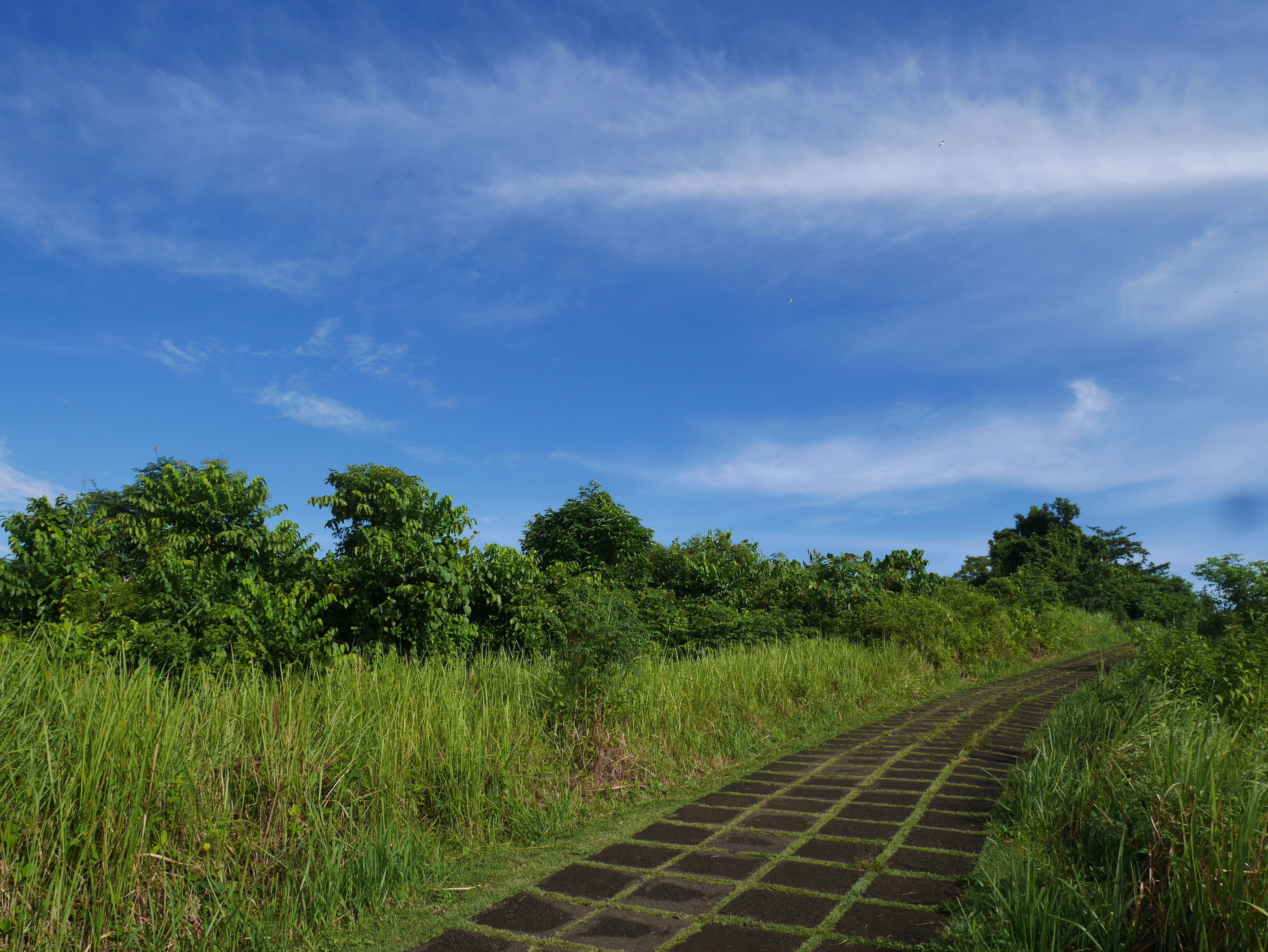 Un sendero atraviesa un paisaje verde exuberante con árboles y un cielo azul claro.