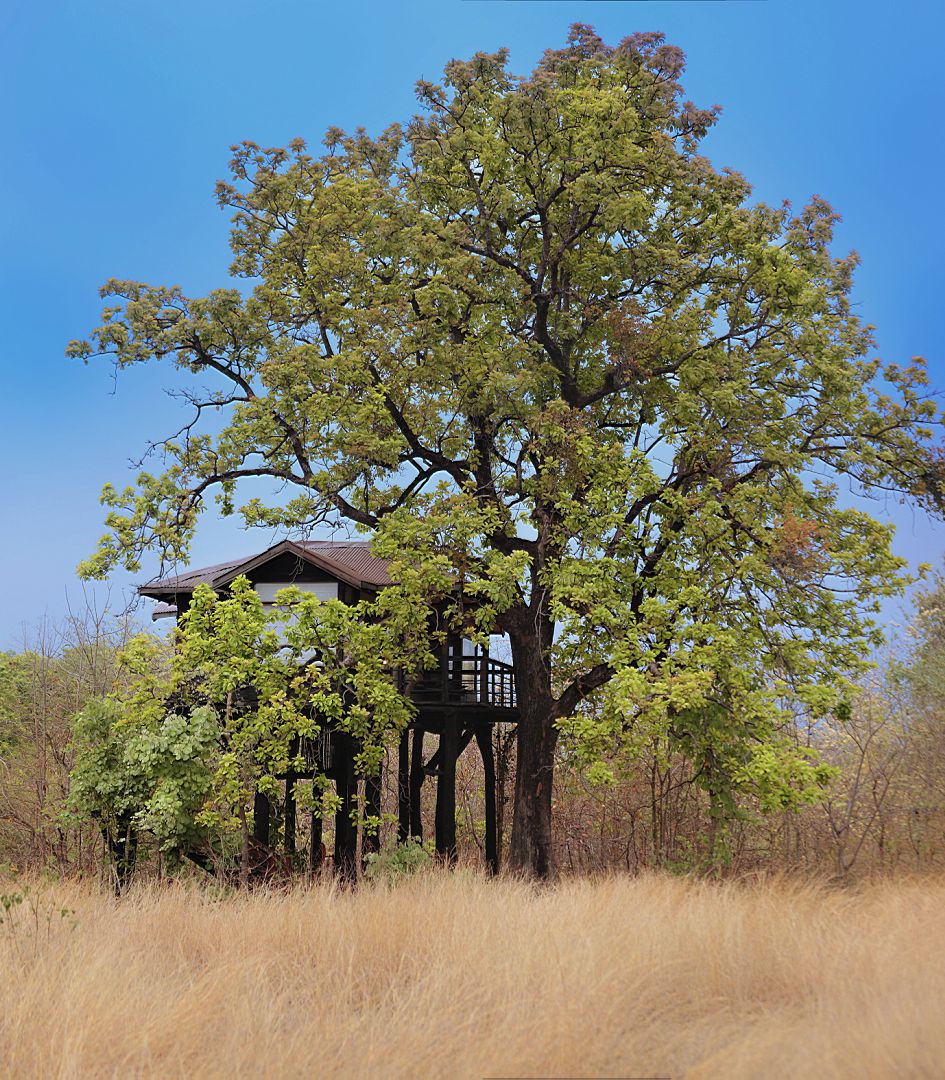 Une cabane perchée dans un arbre, soutenue par un grand arbre, entourée d’herbe sèche et sous un ciel dégagé.