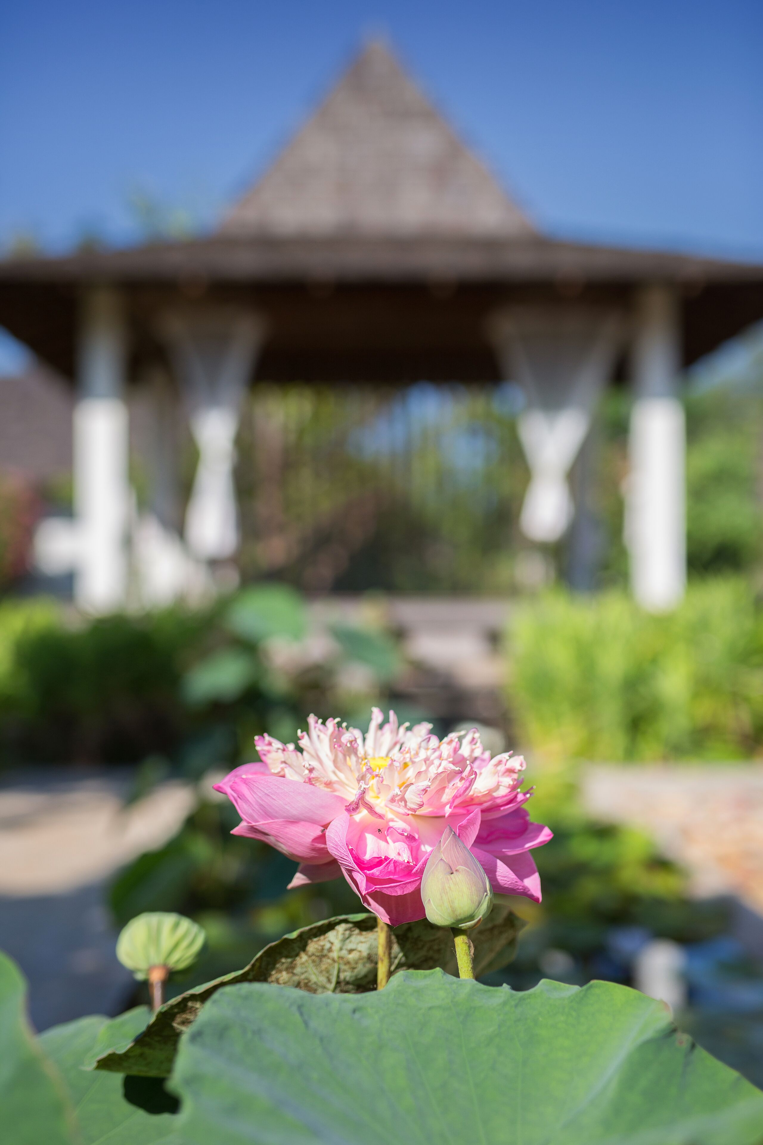 Una flor de loto rosa en un jardín, con un pabellón al fondo.