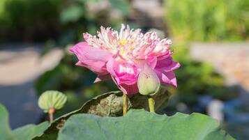Una flor de loto rosa en un jardín, con un pabellón al fondo.