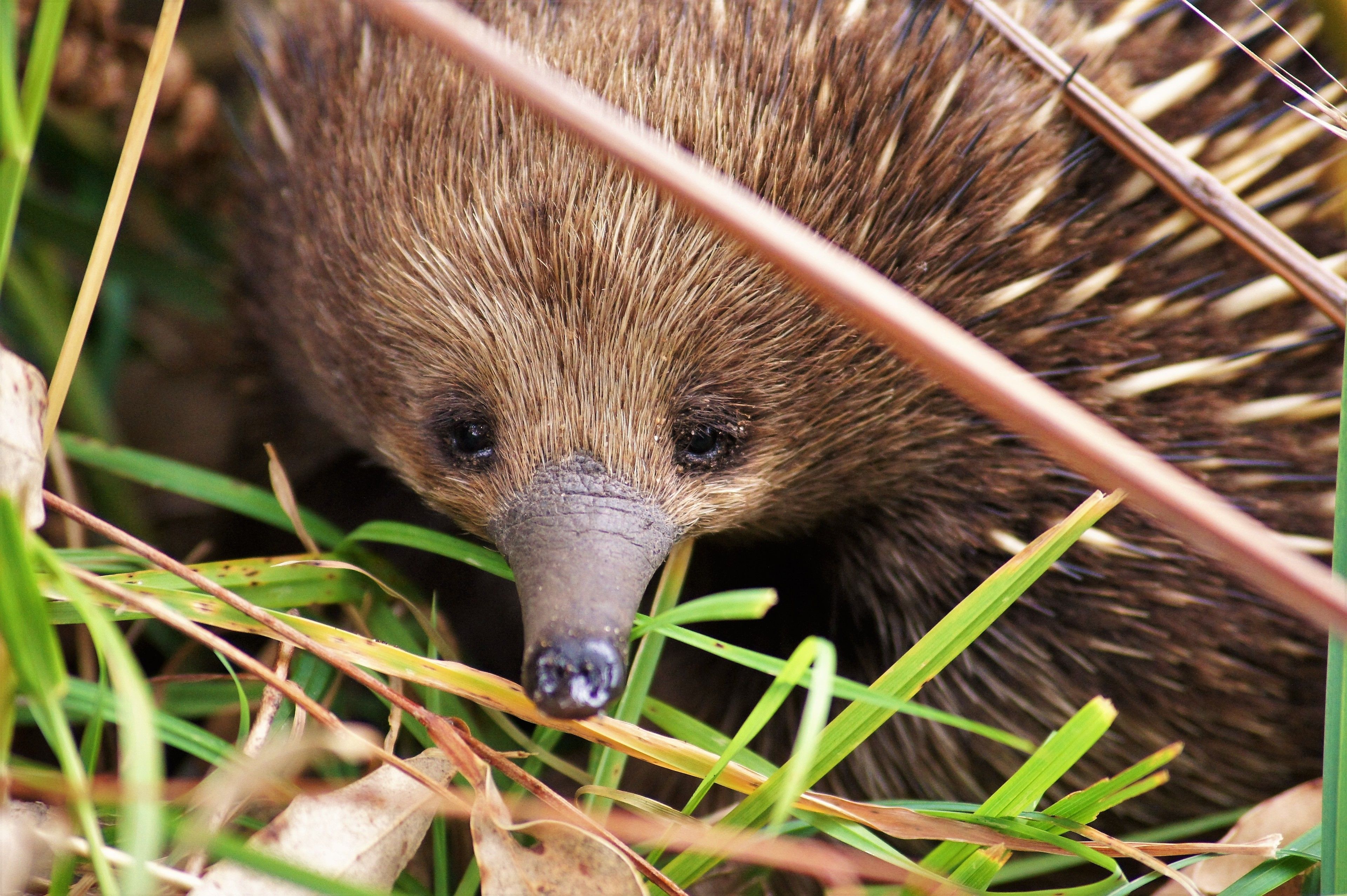 A close-up of an echidna in natural habitat.