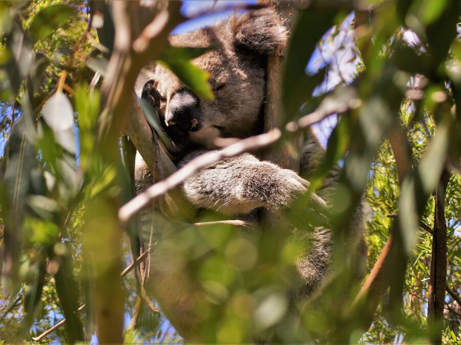 Ein Koala ruht in einem Baum, umgeben von dichtem Blätterwerk.