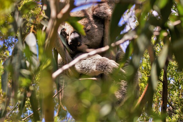 Exterior - Bimbi Park - Camping Under Koala (Cape Otway)