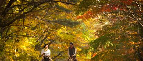 Two people riding horses on a tree-lined path.
