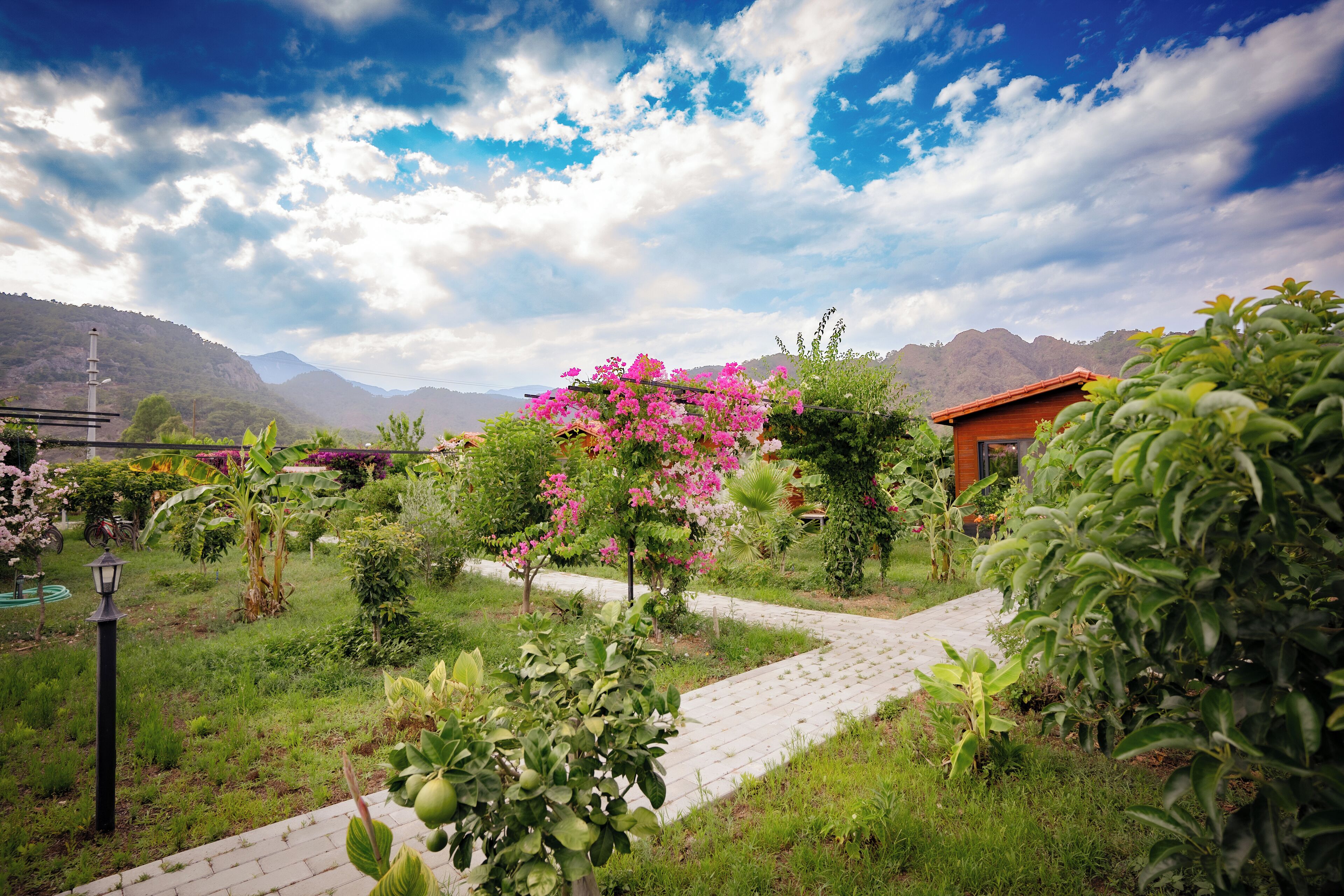 A garden with a paved path, various plants, and a building with a red roof.