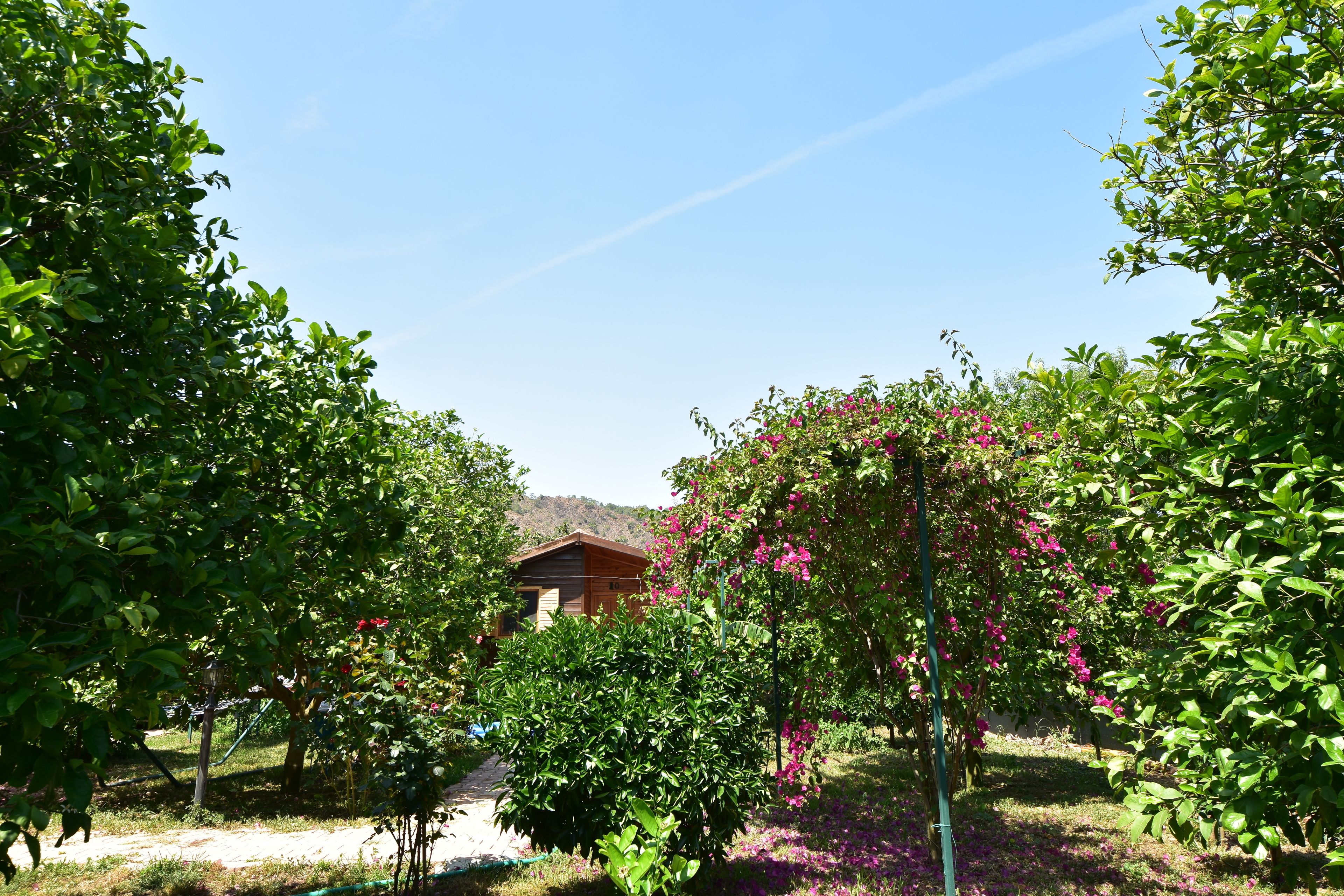 Une cabane en bois entourée d’une végétation luxuriante et d’arbres en fleurs.
