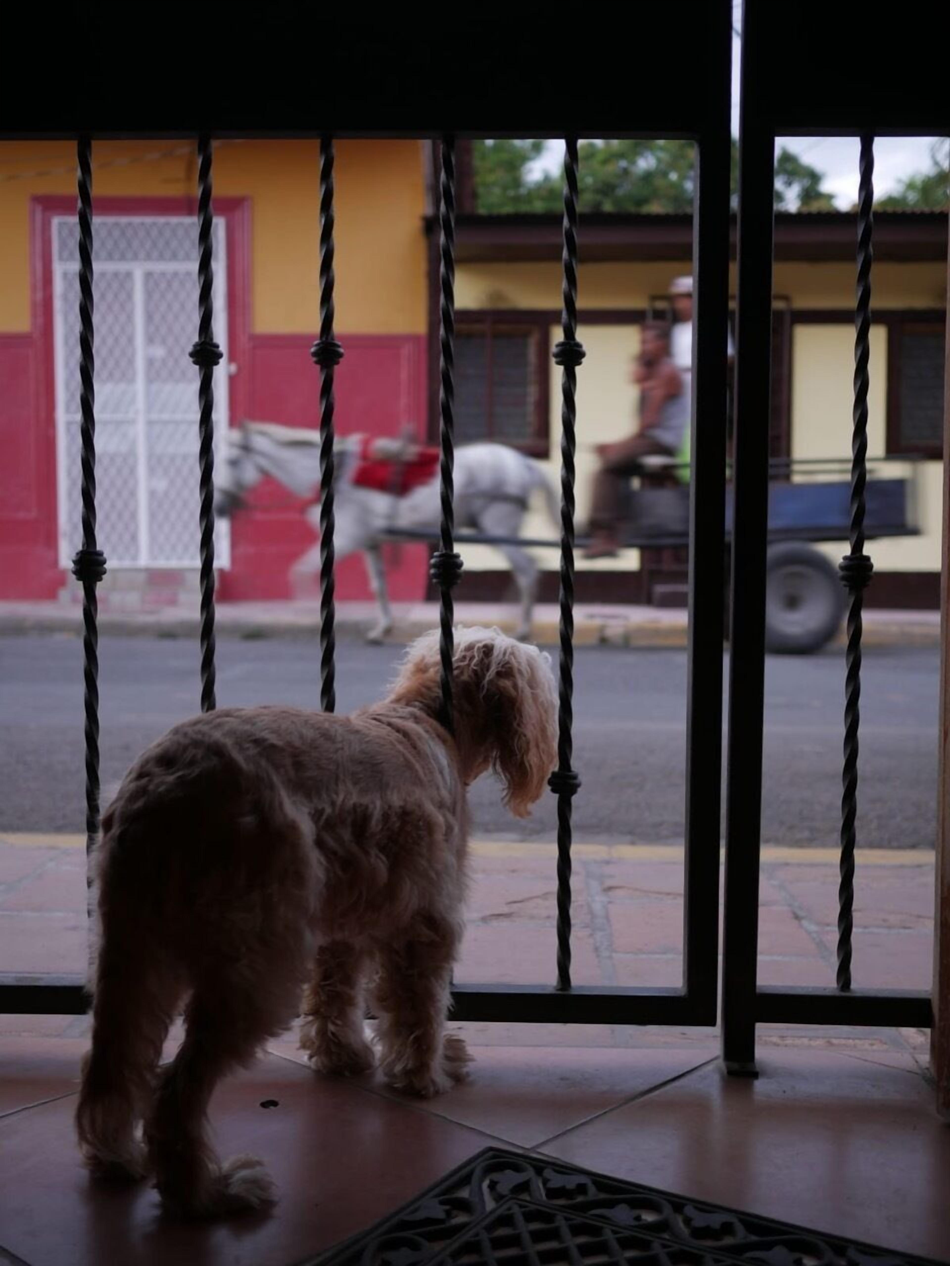 Pet-friendly