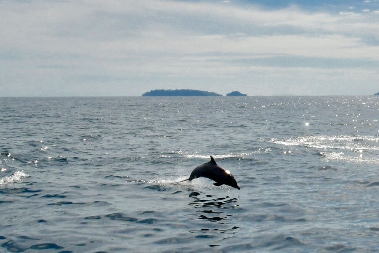 A dolphin leaping out of the ocean water.