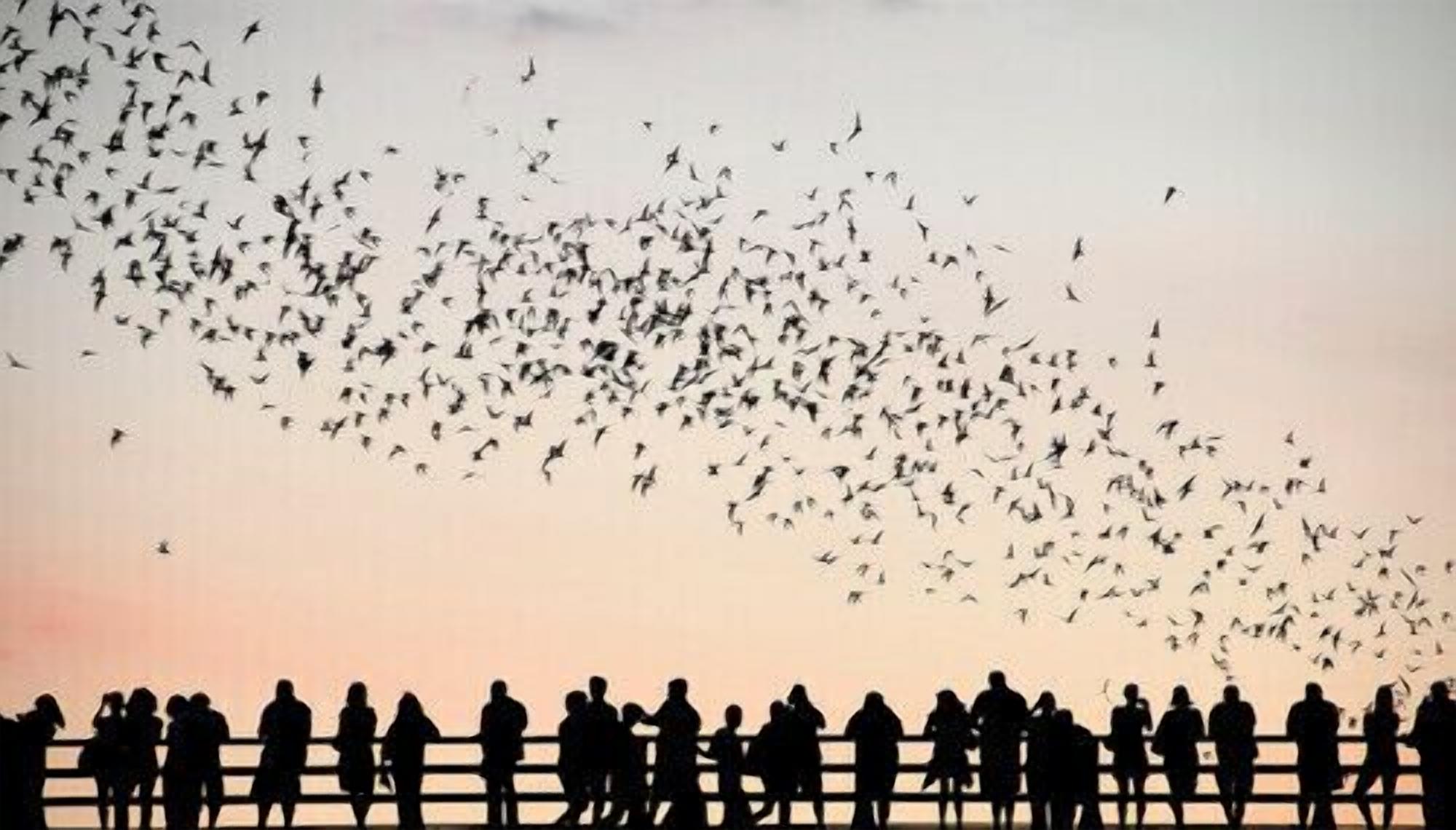 A silhouette of a crowd of people watching a flock of birds flying across the sky.