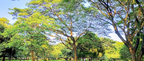 A park with trees, grass, and a path.