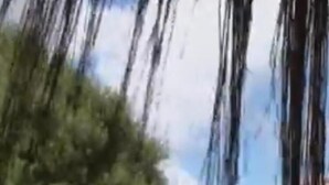 Un patio con un sendero de piedra, un árbol grande y un edificio con techo de tejas.