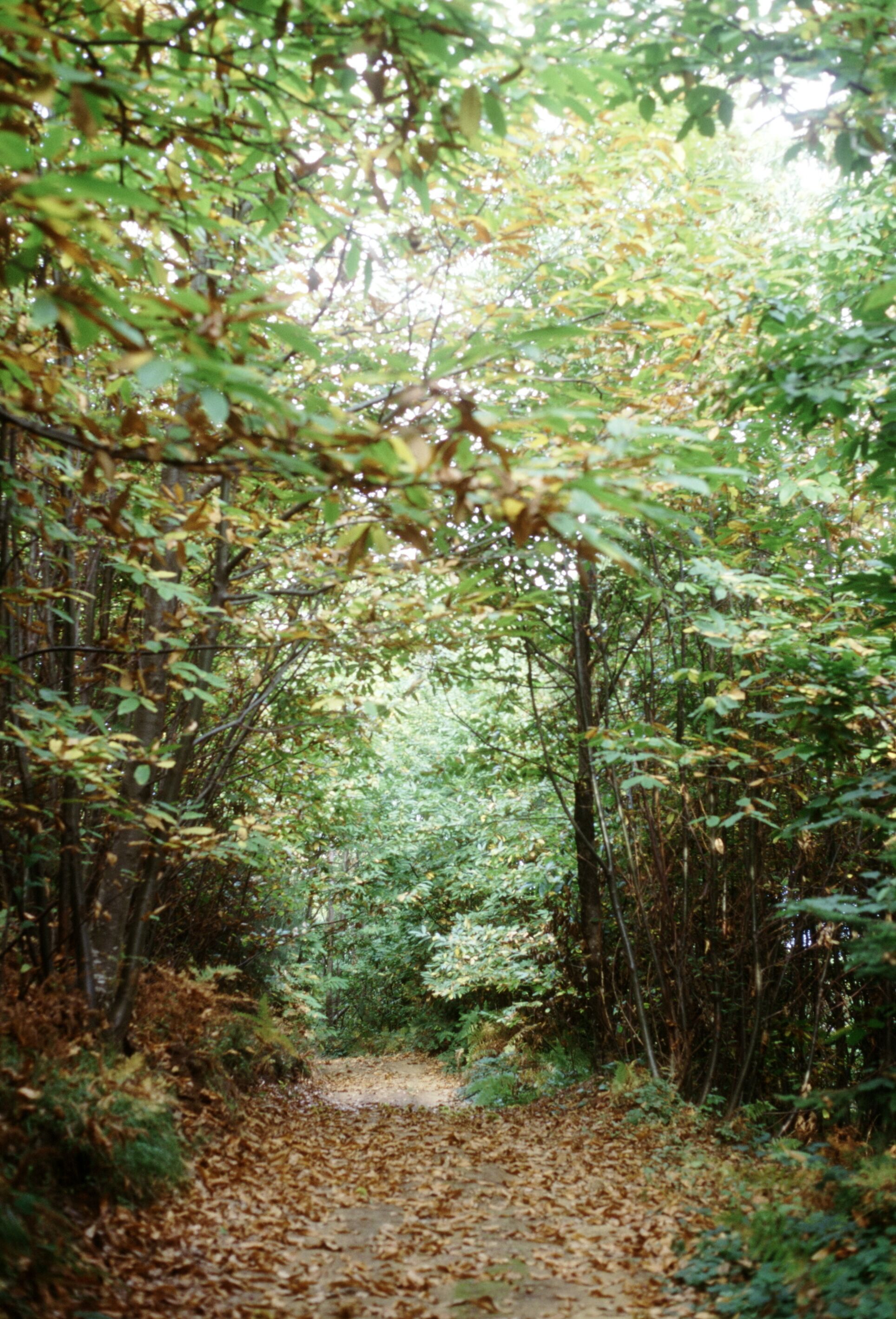 Foto - Fattoria Gambaro di Petrognano