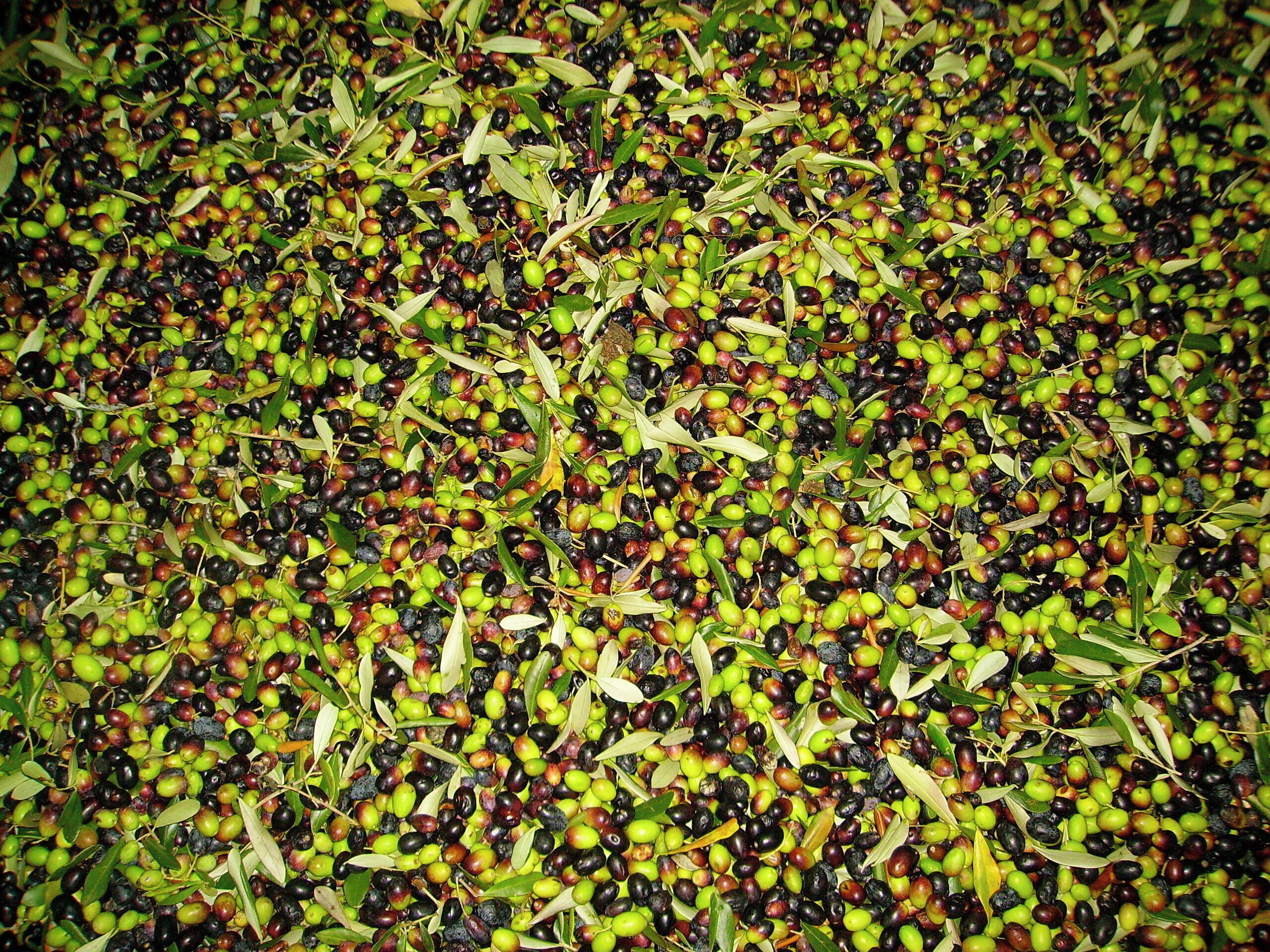 Photo - Fattoria Gambaro di Petrognano