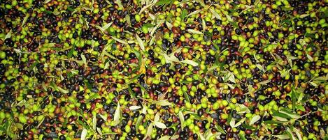 Un gros plan de branches d’olivier avec des olives.