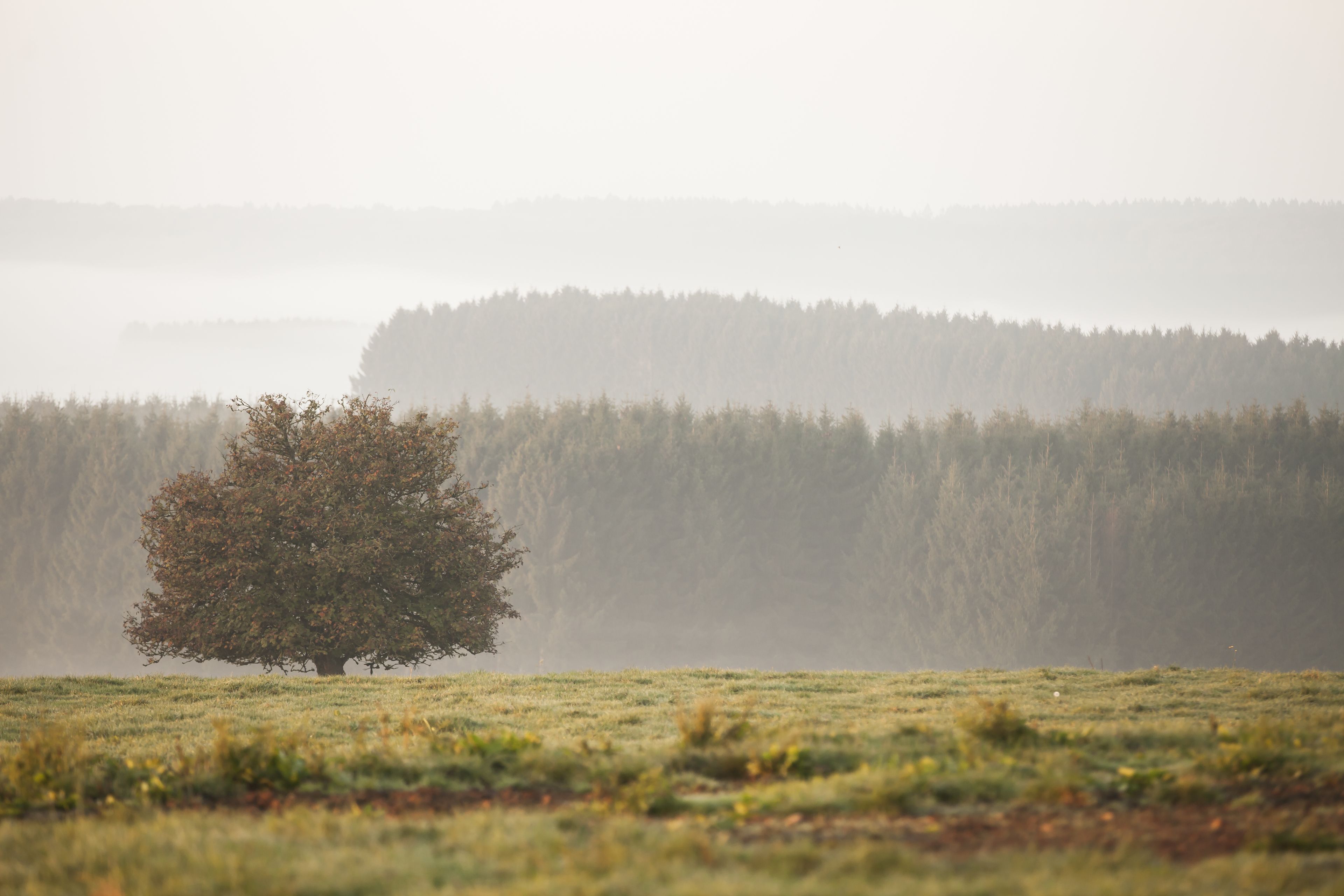 Un árbol solitario en un campo con una colina boscosa al fondo.