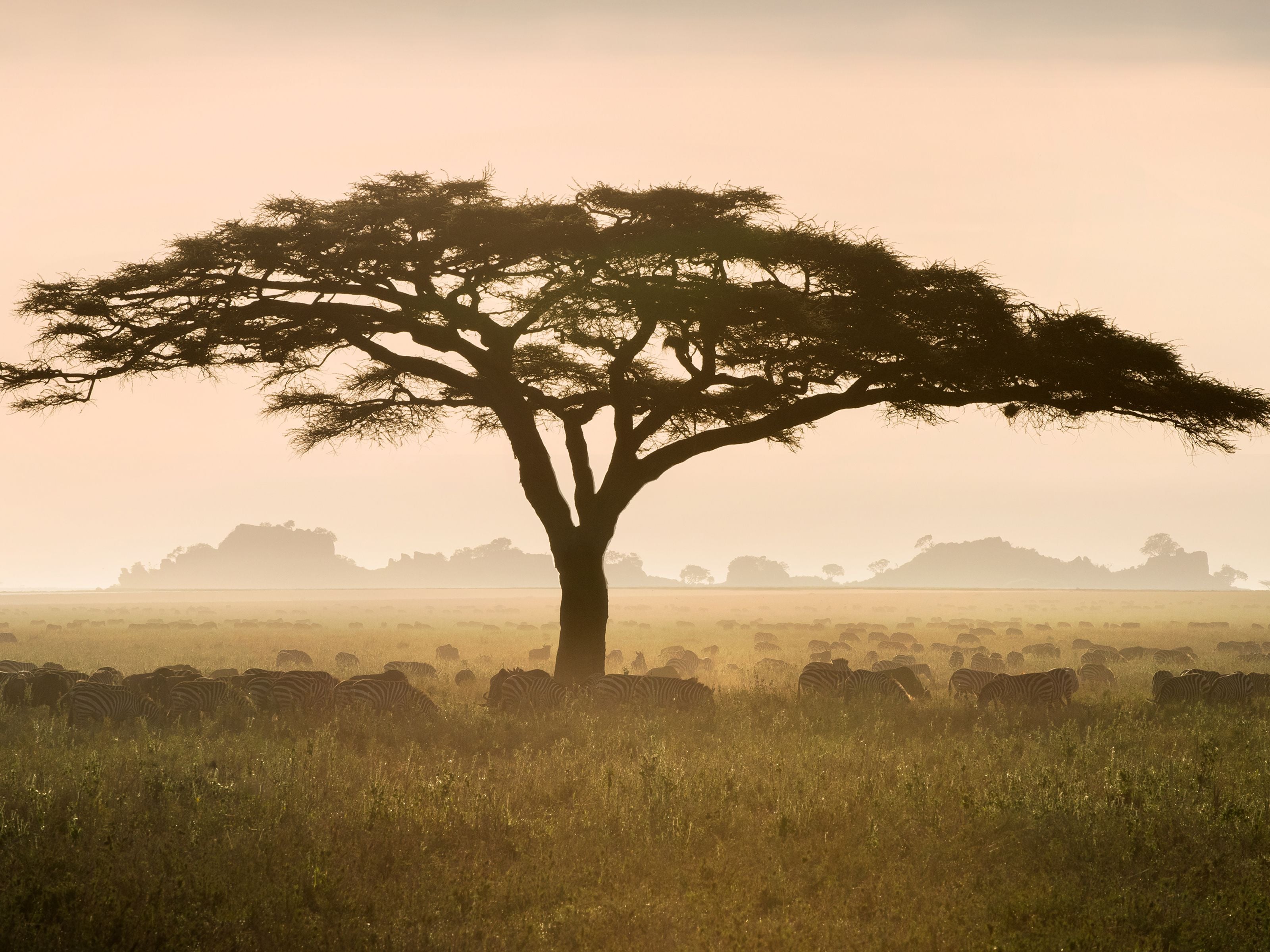 A tree in a field with zebras in the background.