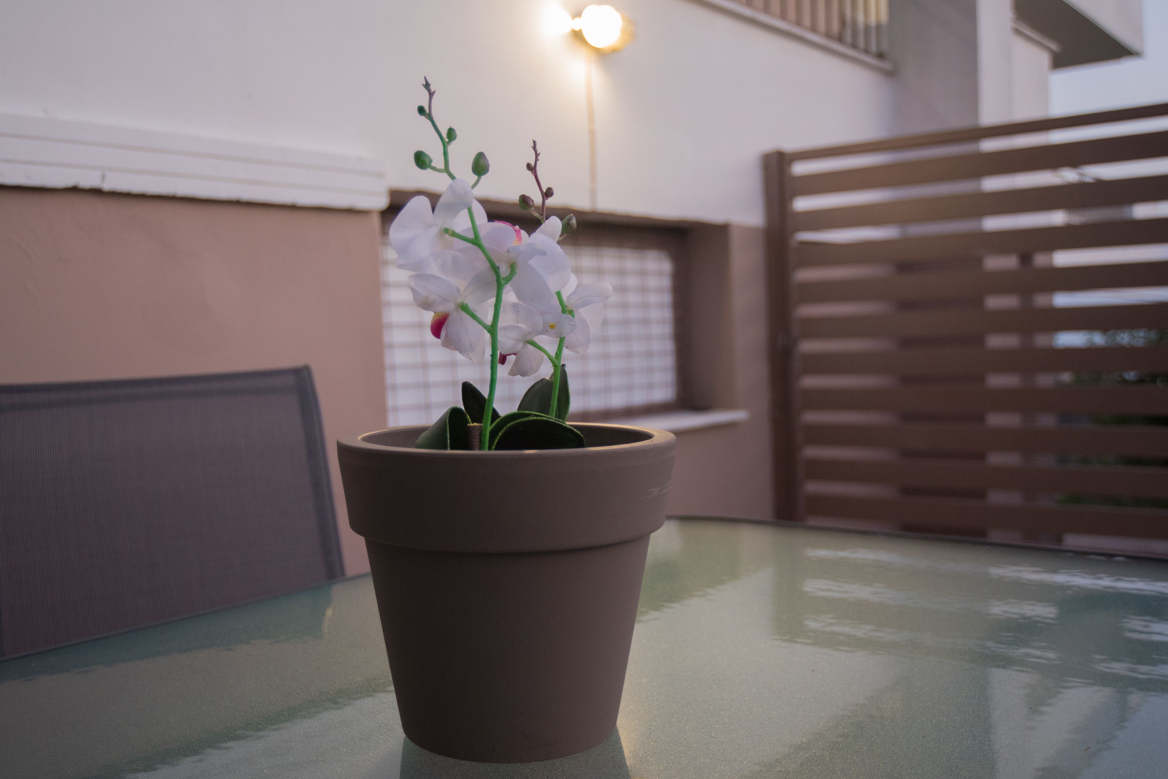 A potted orchid on a glass table with a brown pot, a window with blinds, and a wooden fence in the background.