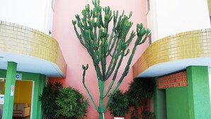 A cactus plant in a planter in front of a building with a pink wall and green and yellow tiled floors.