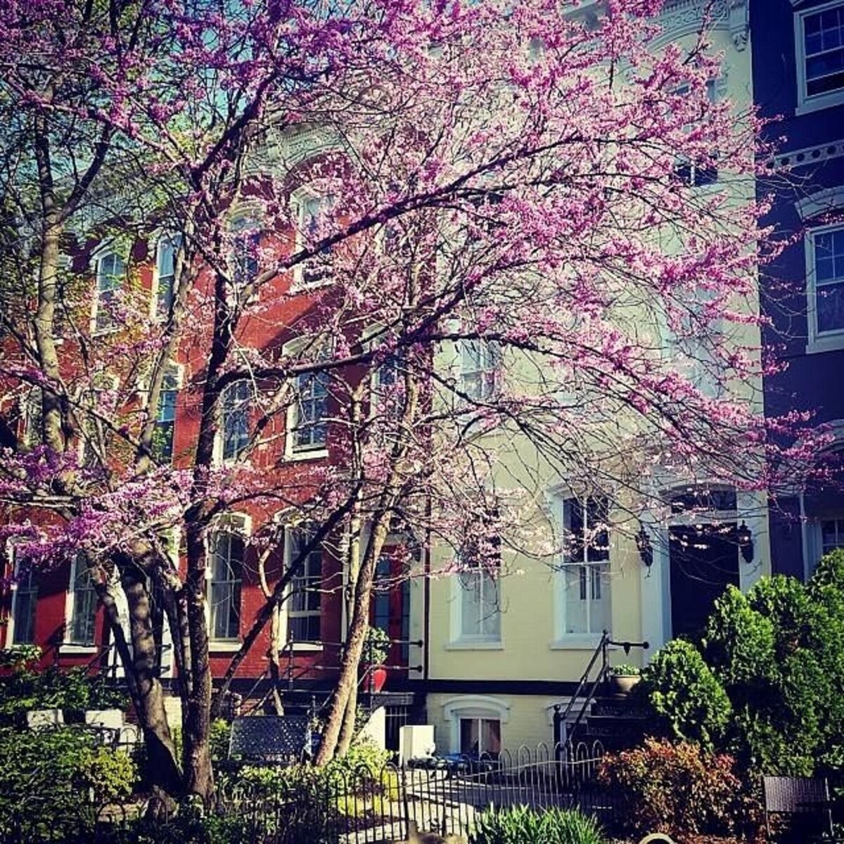 Cozy Capitol Hill Garden Apartment, behind Capitol