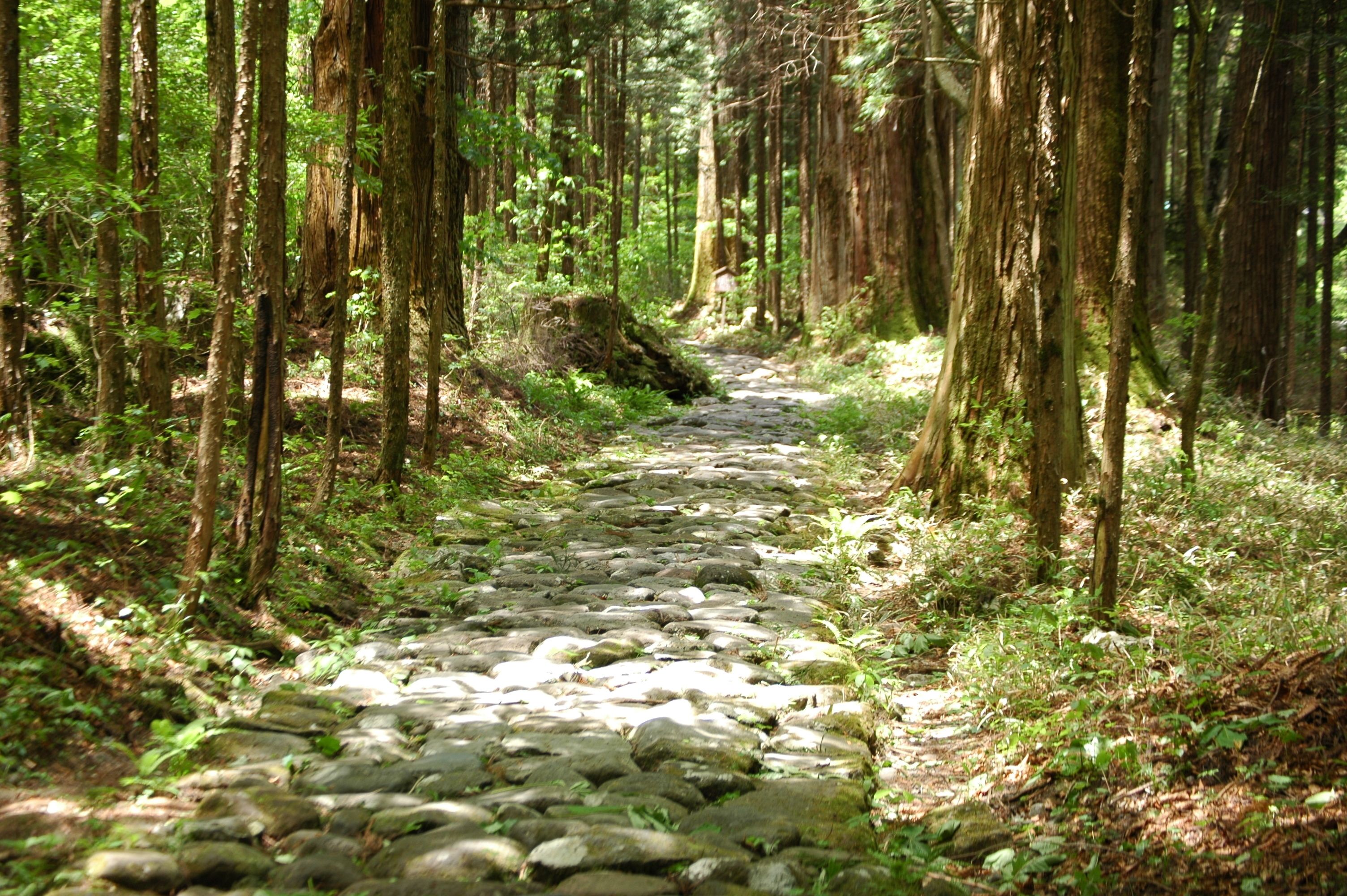 A stone pathway through a forest with tall trees and dense foliage.