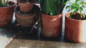 A potted plant arrangement in front of a building with a sign that reads "LANGSO." - Baanklangsoi (Prachuap Khiri Khan)