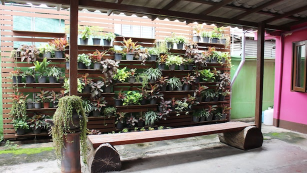 A wooden bench with a planter on one side and a wall of potted plants. - Baan Bua Homestay - Hostel (Chiang Rai)