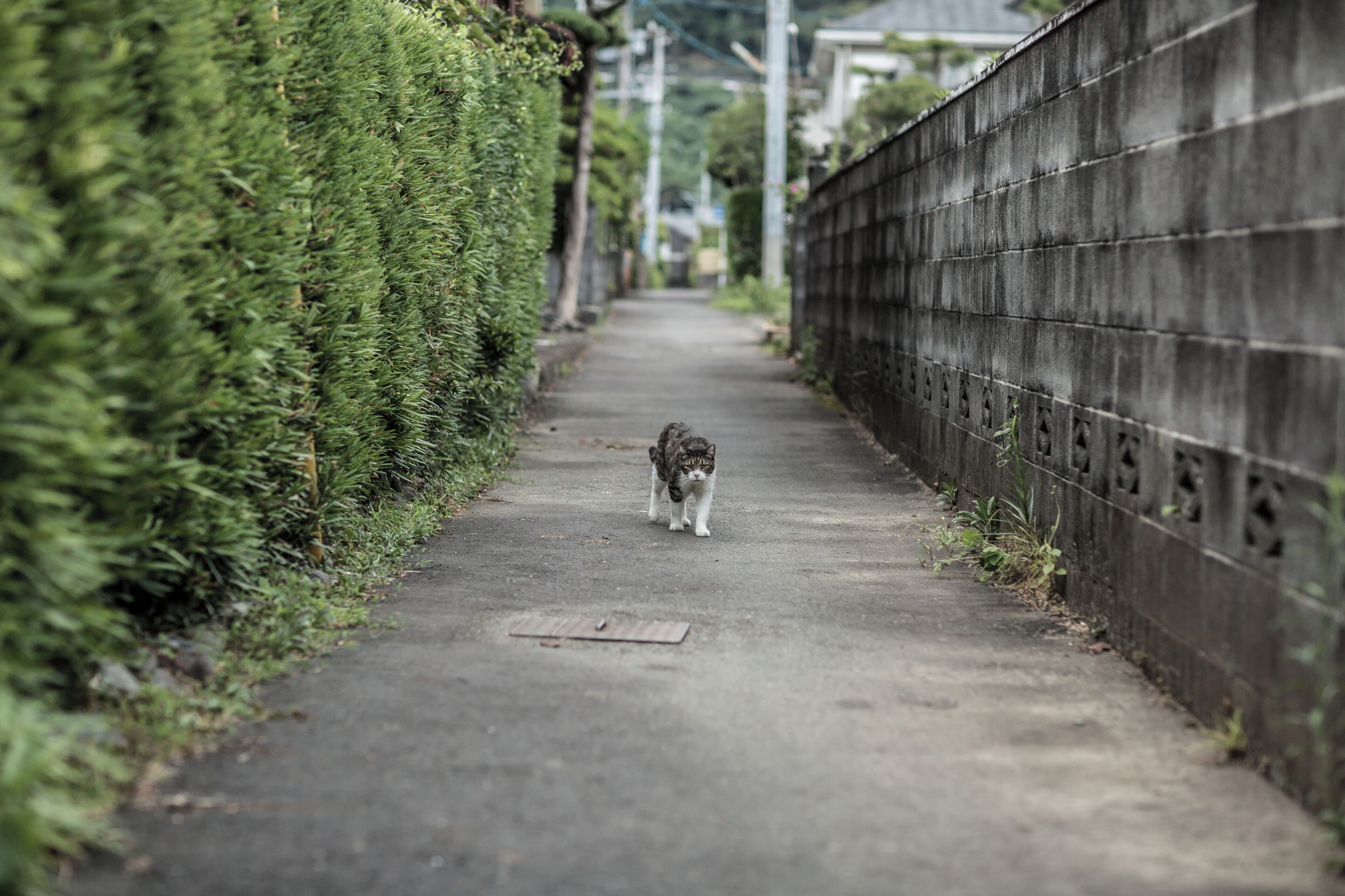 A narrow pathway with a cat walking away from the camera, flanked by a hedge on one side and a concrete wall on the other.