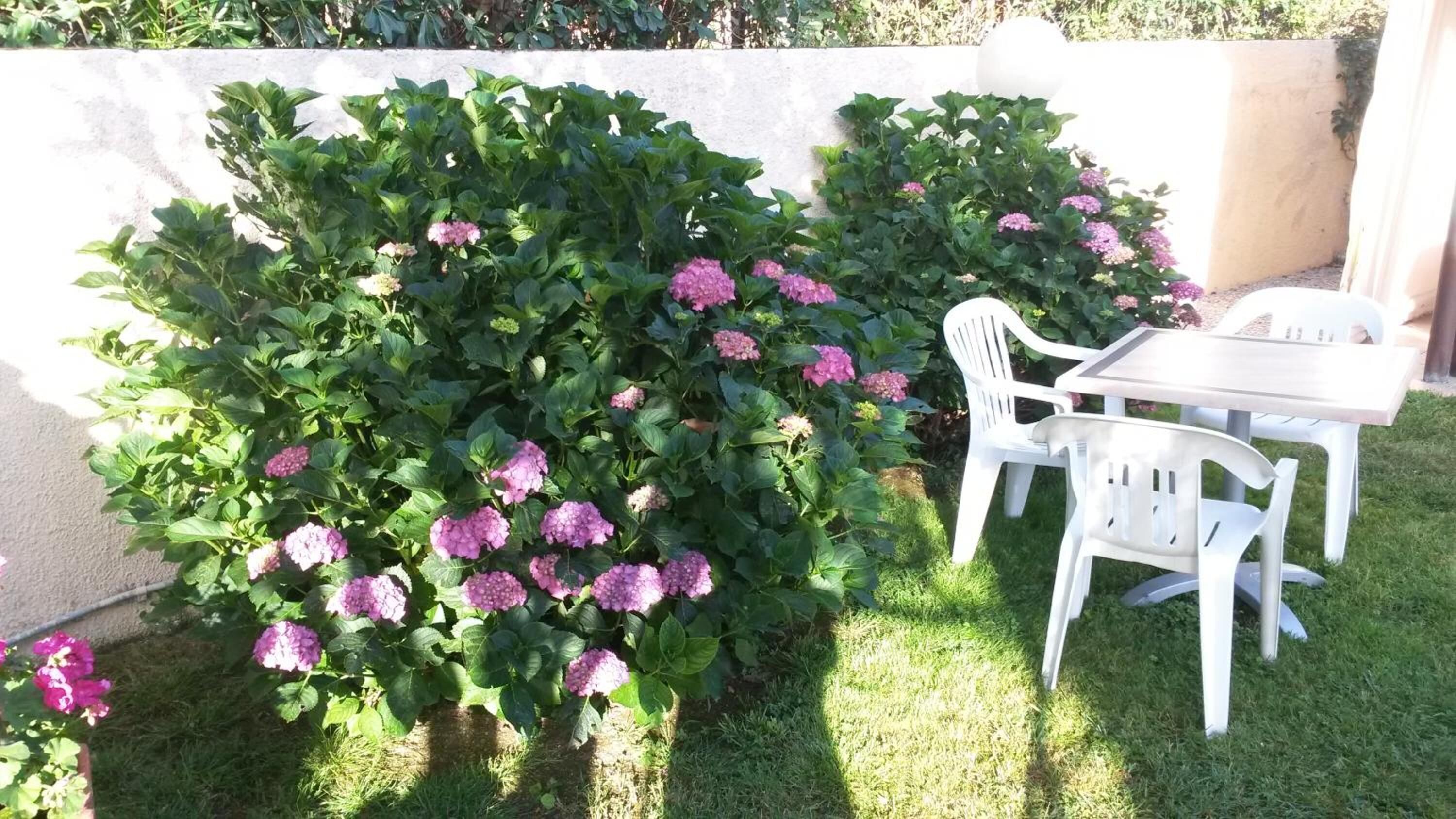 A patio area with a table and chairs, surrounded by a hedge with pink flowers.