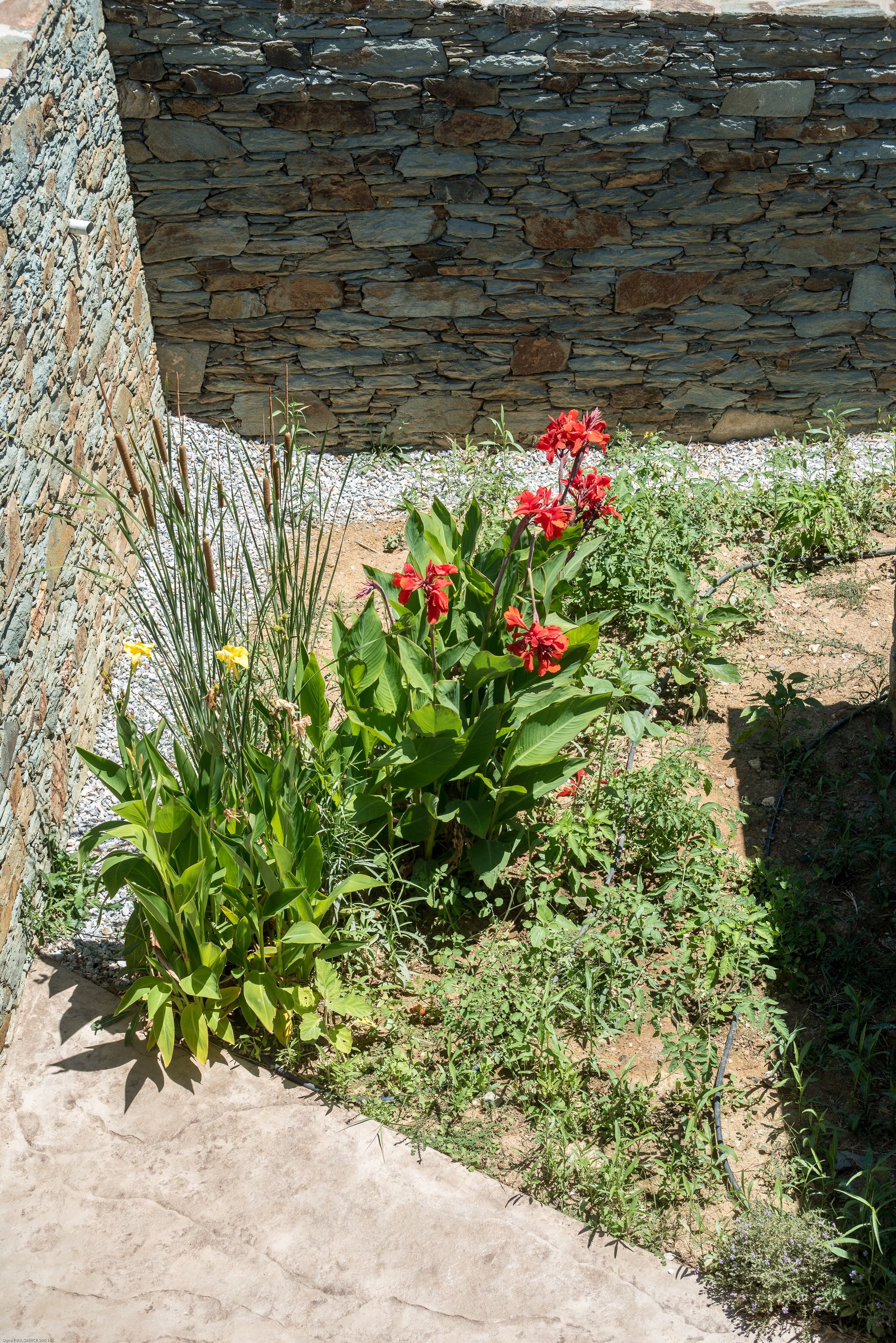 A garden with a variety of plants and flowers, a stone wall, and a concrete pathway.